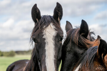 young horse horses in the pasture growing up