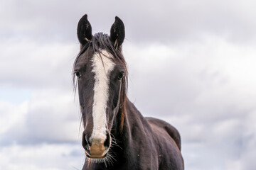 young horse horses in the pasture growing up