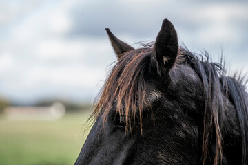 young horse horses in the pasture growing up