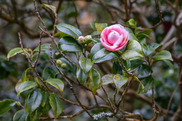Blooming pink rose on a bush.