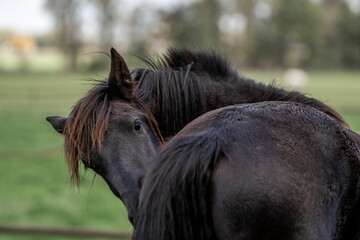 young horse horses in the pasture growing up