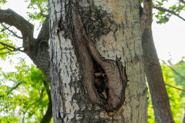 The bark of a tree is affected by a disease. The tree has a hole in it. Pathology on the trunk of the tree