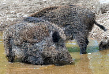 Wildschwein in freier Natur im Fruehling .