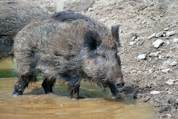 Wildschwein in freier Natur im Fruehling .