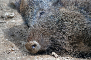 Wildschwein in freier Natur im Fruehling .