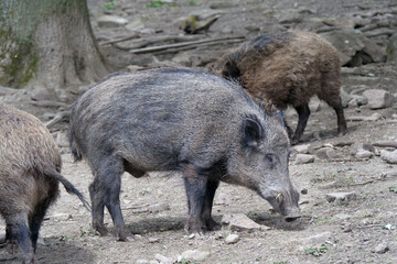 Wildschwein in freier Natur im Fruehling .