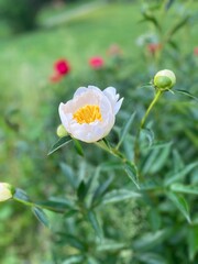 Close-up of a white Peony 