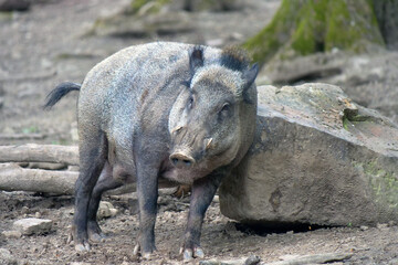 Wildschwein in freier Natur im Fruehling .