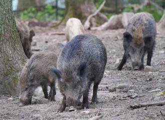 Wildschwein in freier Natur im Fruehling .