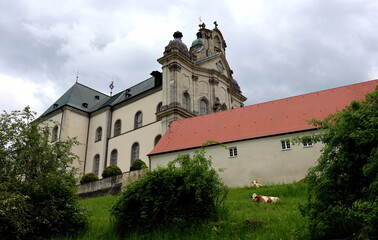 Kühe hinter der Klosterkirche in Neresheim