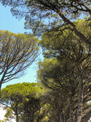 Bäume im Sonnenlicht vor blauem Himmel 