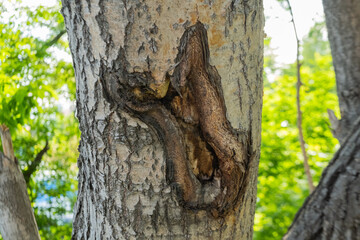 The bark of a tree is affected by a disease. The tree has a hole in it. Pathology on the trunk of the tree
