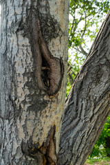 The bark of a tree is affected by a disease. The tree has a hole in it. Pathology on the trunk of the tree. Vertical