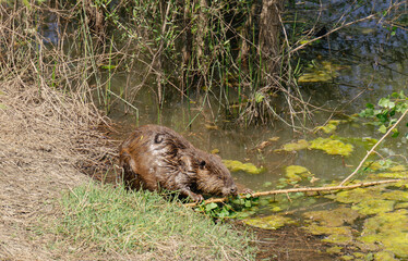 Beaver on shore of Sacramento river eating a stick 