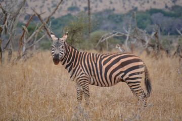 Zebras in the savannah in the Maasi Mara, Kenya