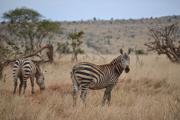 Fototapeta premium Zebras in the savannah in the Maasi Mara, Kenya