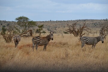 Zebras in the savannah in the Maasi Mara, Kenya