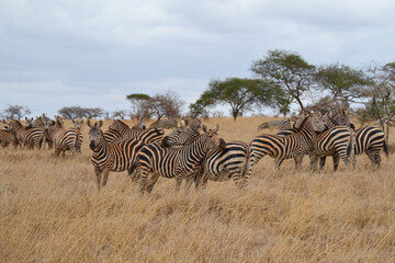 Zebras in the savannah in the Maasi Mara, Kenya