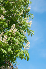 blooming chestnut tree with white blossoms and blue sky