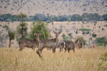 National park in Kenai, safari, nature