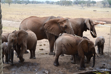 Elephants in Kenya in the national park