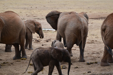 Elephants in Kenya in the national park
