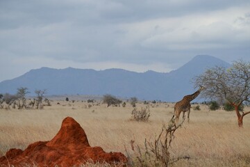 Giraffes on safari in Kenya
