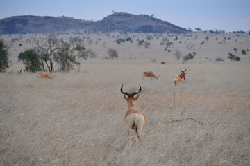 National park in Kenai, safari, nature