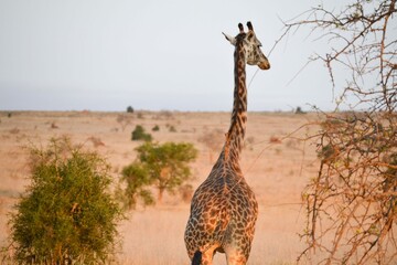 Giraffes on safari in Kenya