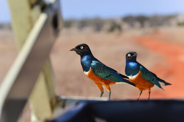 Colorful beautiful birds in Kenya on safari
