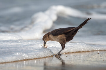 Common Grackle on the Beach Feeding