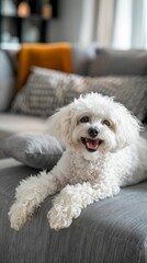 Fluffy White Dog Relaxing on a Sofa. Generative ai