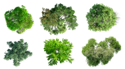 Top view of various types of trees isolated on transparent background. 3D render.