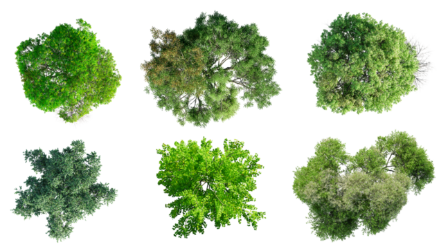 Top view of various types of trees isolated on transparent background. 3D render.