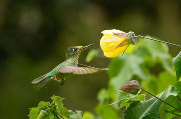Colibrí © Danilo