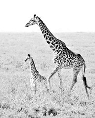 Serengeti Giraffe Baby with Mother Black and White