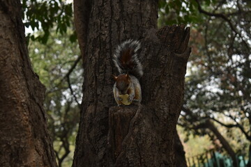 ardilla comiendo