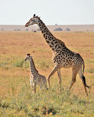 Giraffe Mother and Calf
