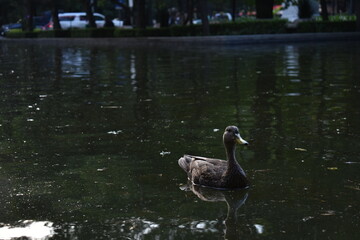 pato feliz 