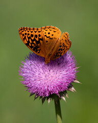 Great spangled fritillary butterfly on thistle flower