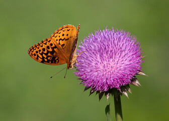 Great spangled fritillary butterfly on thistle flower