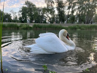 Swan of lake 