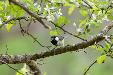 ズミの木にとまるシジュウカラ