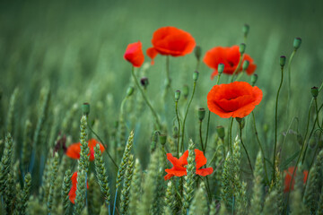 Red poppies in field