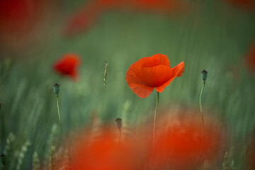 Red poppies in field