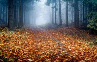 Autumn forest leaves path