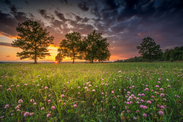 Sunset in field of flowers