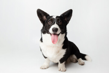 Welsh Corgi Cardigan cute fluffy dog puppy. funny happy animals on white background with copy space. banner.