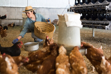 Focused kazakh woman working on a farm feeds laying hens with corn kemels while squatting in a chicken coop © JackF