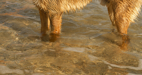 CLOSE UP: Brown dogs paws stand in the sea shallows on the pebbly Croatian coast, gently lapped by...